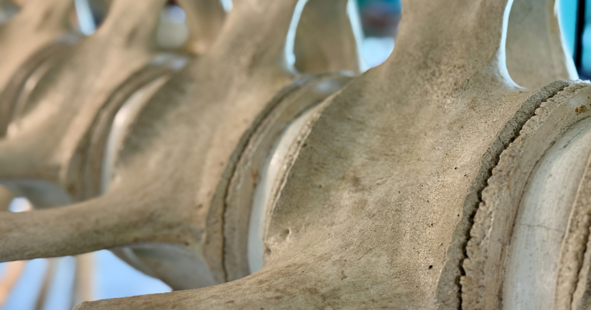 Article: Working with Code Assistants: The Skeleton Architecture